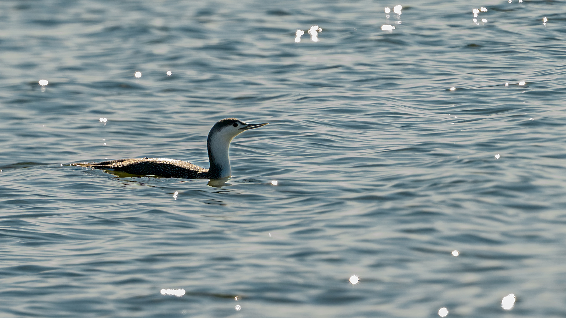 Red-throated Loon
